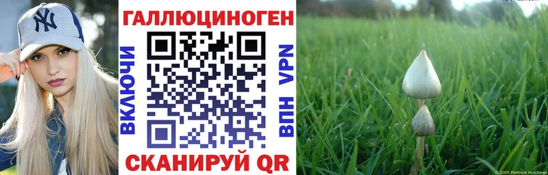 Купить  Волгореченск  Галлюциногенные грибы Psilocybe 